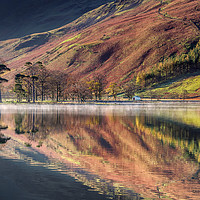 Buy canvas prints of The Buttermere Pines by Paul Andrews