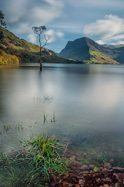 Buttermere Lone Tree Picture Board by Paul Andrews
