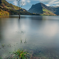 Buy canvas prints of Buttermere Lone Tree by Paul Andrews