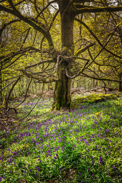 Hay Wood Bluebells Picture Board by Paul Andrews