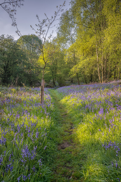 Bluebell Wood Picture Board by Paul Andrews