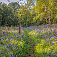 Buy canvas prints of Bluebell Wood by Paul Andrews