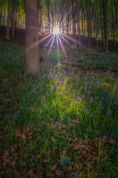 Bluebell Woods Picture Board by Paul Andrews