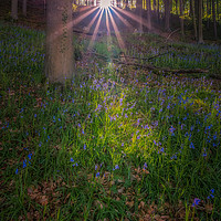Buy canvas prints of Bluebell Woods by Paul Andrews
