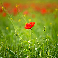 Buy canvas prints of Poppy Field by Paul Andrews