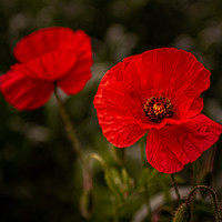 Buy canvas prints of Blood Red Poppy by Paul Andrews