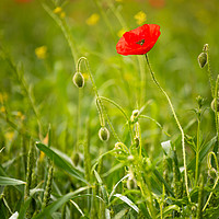 Buy canvas prints of Red Poppy by Paul Andrews