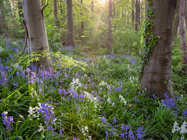 Bluebell Wood Picture Board by Paul Andrews
