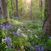 Buy canvas prints of Bluebell Wood by Paul Andrews