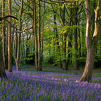 Buy canvas prints of Bluebell Woods by Paul Andrews