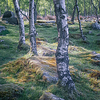 Buy canvas prints of Silver Birch by Paul Andrews