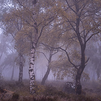 Buy canvas prints of Misty Silver Birch by Paul Andrews
