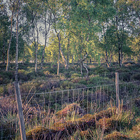 Buy canvas prints of The Copse by Paul Andrews