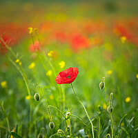 Buy canvas prints of Blood Red Poppy by Paul Andrews