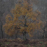 Buy canvas prints of Autumnal Silver Birch by Paul Andrews