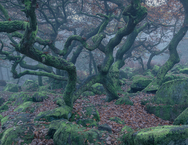 Spooky Oak Trees Picture Board by Paul Andrews