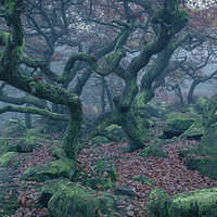 Buy canvas prints of Spooky Oak Trees by Paul Andrews