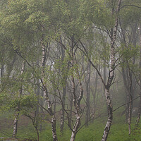 Buy canvas prints of Silver Birch Trees by Paul Andrews