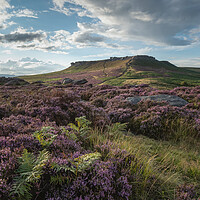 Buy canvas prints of Higger Tor Heather by Paul Andrews
