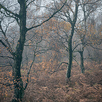 Buy canvas prints of Silver Birch and Golden Bracken by Paul Andrews