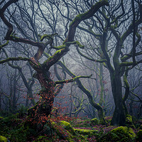 Buy canvas prints of Enchanted Forest by Paul Andrews