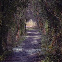 Buy canvas prints of Woodland Path by Paul Andrews