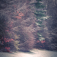 Buy canvas prints of Winter Woodland by Paul Andrews