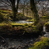 Buy canvas prints of Faerie wood. by Mark Bowman