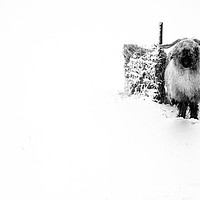 Buy canvas prints of Sheep in snow. by Mark Bowman