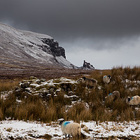 Buy canvas prints of Scottish Blackface sheep, Quiraing.  by Mark Bowman