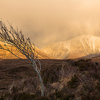 Buy canvas prints of Lone Tree. by Mark Bowman