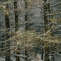 Buy canvas prints of Larch in snow. by Mark Bowman