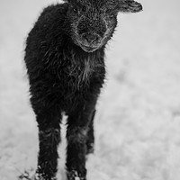 Buy canvas prints of Herdwick Lamb. by Mark Bowman