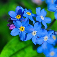 Buy canvas prints of Forget-me-not by Tyler Miller