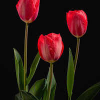 Buy canvas prints of Red Tulips by Gregg Simpson