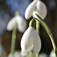 Buy canvas prints of Hodsock Snowdrops by John Gent