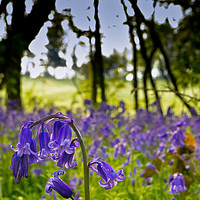 Buy canvas prints of Spring Bluebells by John Gent