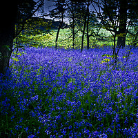 Buy canvas prints of Woodland Bluebells by John Gent