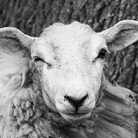 Buy canvas prints of Nosey Sheep by Iain Leadley