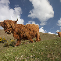 Buy canvas prints of Woolly beasts by Iain Leadley