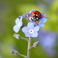 Buy canvas prints of Forget-me-not Ladybird by Iain Leadley