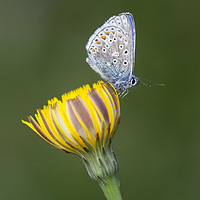 Buy canvas prints of Common Blue on yellow by Iain Leadley