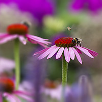 Buy canvas prints of Echinacea by Iain Leadley