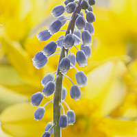 Buy canvas prints of Grape hyacinth on daffodils  by Iain Leadley