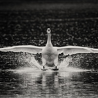 Buy canvas prints of Swan landing by Iain Leadley