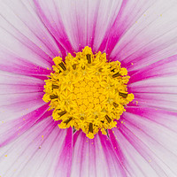 Buy canvas prints of Close up on a cosmos flower by Iain Leadley