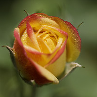Buy canvas prints of Rose bud with dew by Iain Leadley