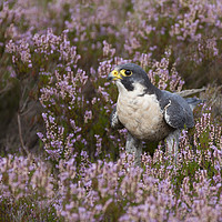 Buy canvas prints of Peregrine Falcon in heather by Iain Leadley