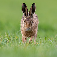 Buy canvas prints of Head on Hare by Iain Leadley