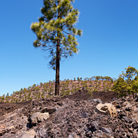 Buy canvas prints of Lone Pine Tree, Tenerife, Spain by Kasia Design